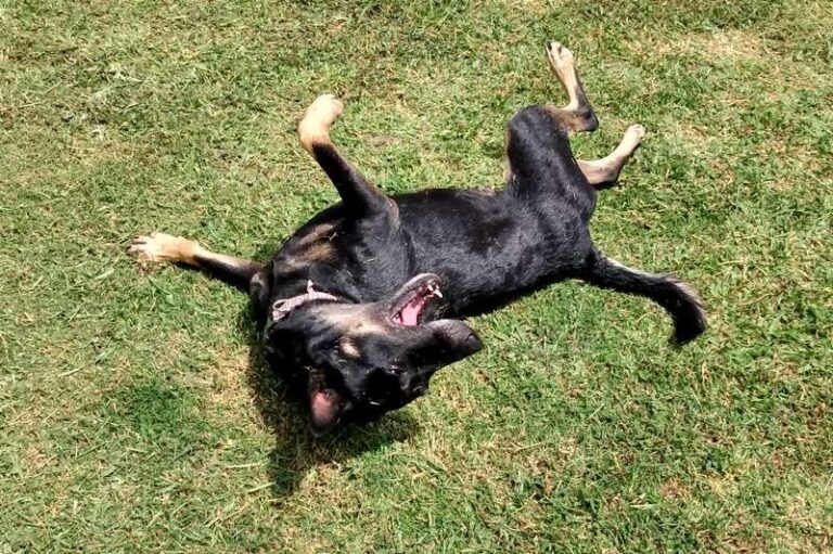 Dog in Mexico