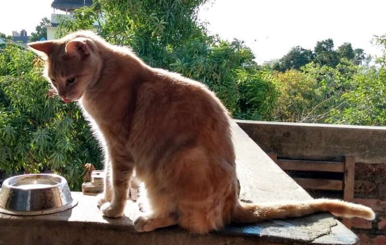 Cat in Mexico