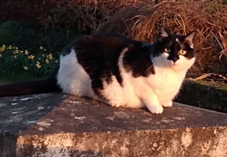 Cat in Ireland