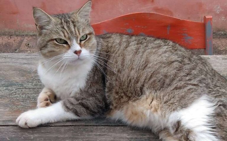 Cat in Italy