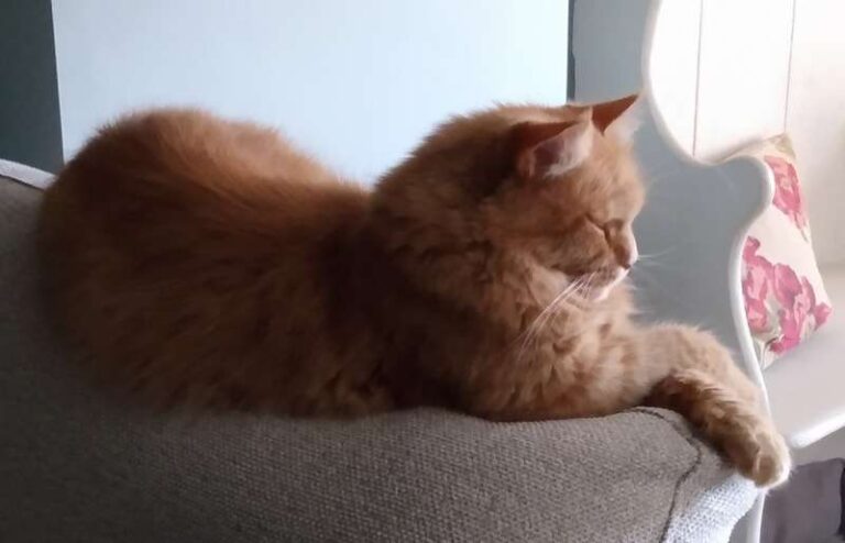 Cat in England