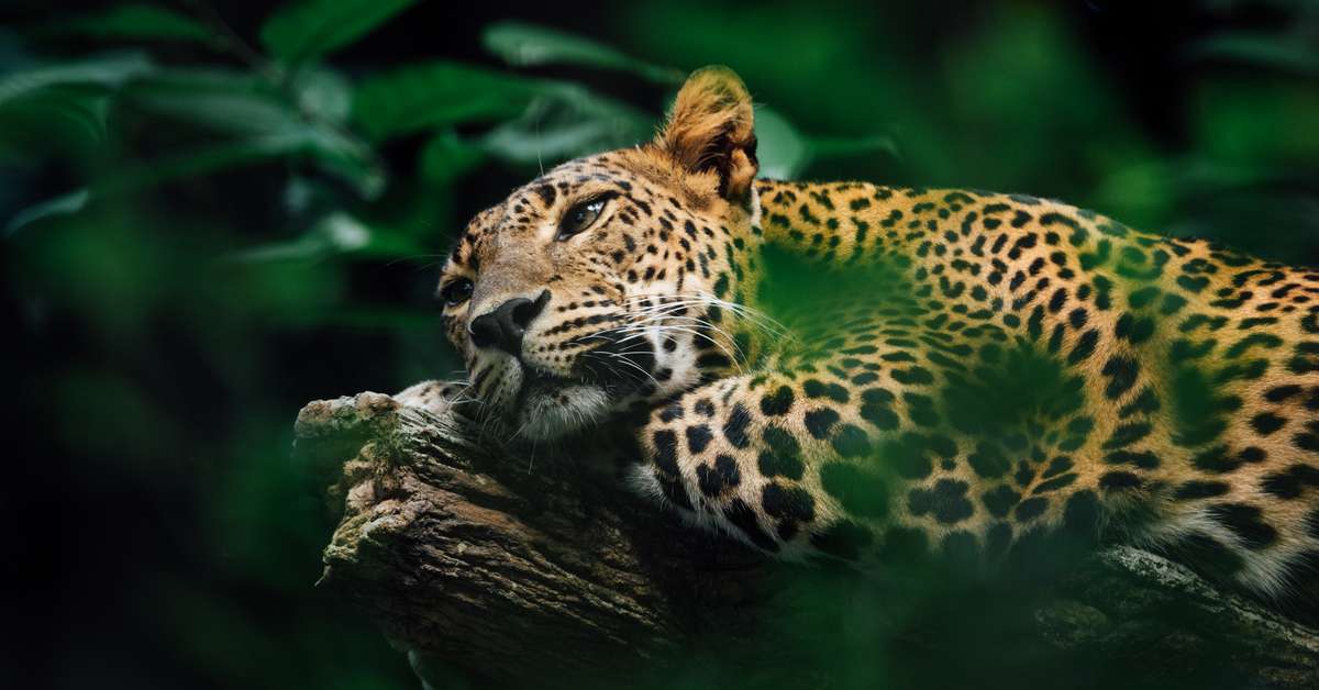 Imagen de un jaguar en la página de MAS.INFO Tren Maya
